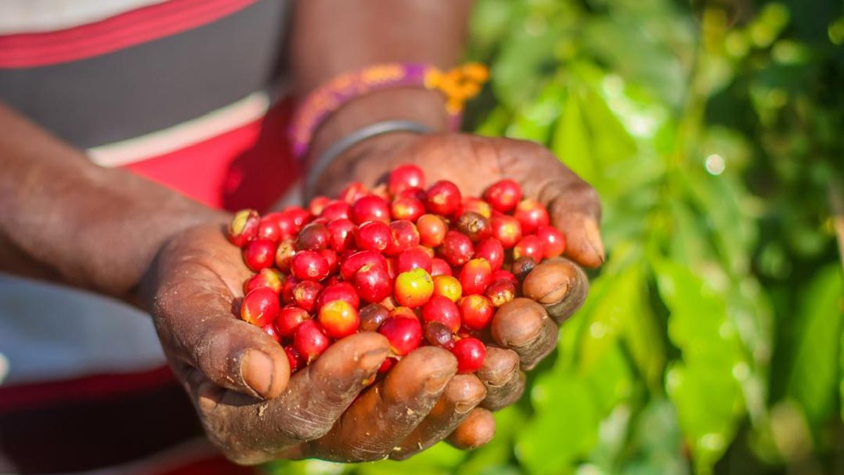 Coffee. Photo/Barbra Mercy Leni