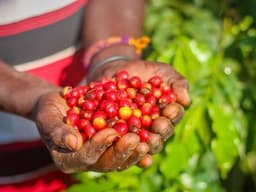 Coffee. Photo/Barbra Mercy Leni