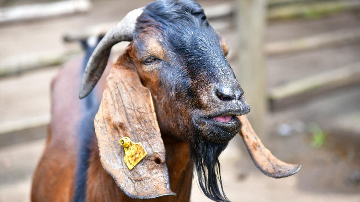 The Jianzhou big-eared goats can gain up to 200grams of weight per day.