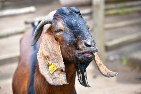 The Jianzhou big-eared goats can gain up to 200grams of weight per day.