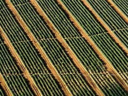 The Forgotten Roads: How Poor Infrastructure Holds Back Farmers